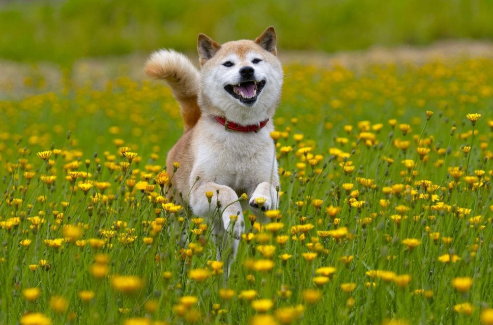 Shiba Inu (SHIB) Analizleri ve Yatırım Önerileri